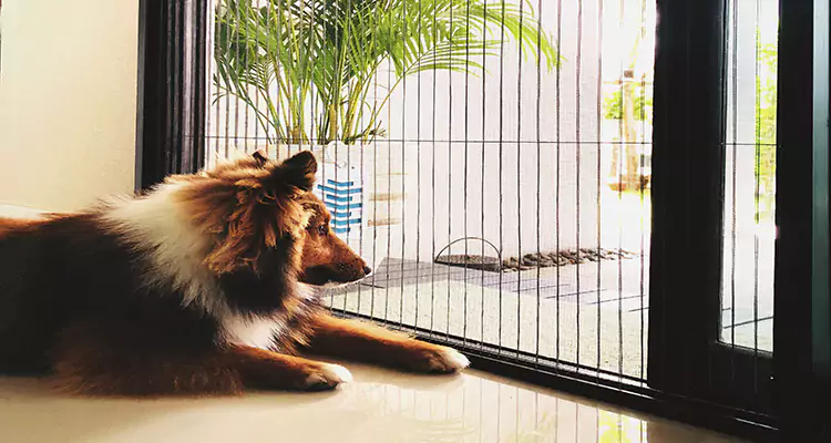 Sliding Screen Pet Door Repair in Oviedo, FL